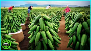 The Most Modern Agriculture Machines That Are At Another Level, How To Harvest Chili Peppers In Farm