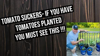 Tomato Suckers- If you have tomatoes planted you MUST SEE THIS!!!