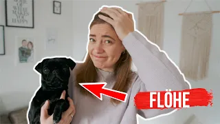 Die Hunde haben Flöhe 😱 | Was ihr gegen Flöhe tun könnt (VLOG)