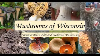 Mushrooms of Wisconsin