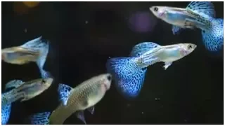 Different types of GUPPIES ? Find out here