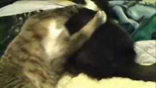 Silly Catfight Tango