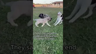 Our livestock guardian dog Judge and farm dog Pete have  been growing together for over a year 💜