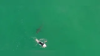 The surfer was almost attacked by a great white shark. The Coast Guard drone warned him.