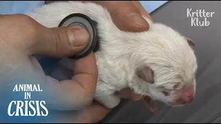Brand Newborn Puppy Still Attached To Umbilical Cord Is Stuck Between Rocks | Animal in Crisis EP94