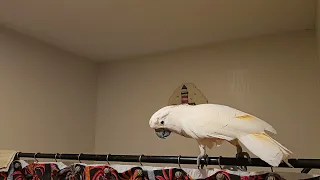 Cockatoo Shower Conversation