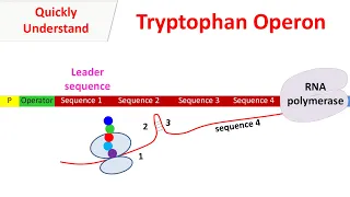 Tryptophan operon