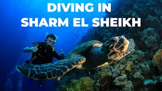 Scuba diving in Sharm el Sheikh with Reef Oasis Dive Club #scubadiving #travel #adventure