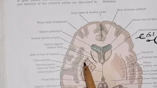 Internal structure of cerebral hemisphere, lateral ventricle, Basal nuclei, white matter part 1