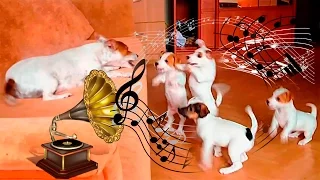 Funny Jack Russell Terrier with Puppies. Music Edition
