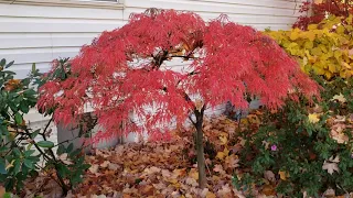 Japanese Maple Fall color Garnet and FireGlow