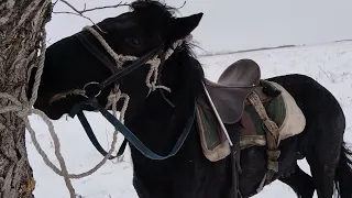 Очередной день проверки табуна