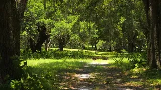 Ocala Farm Land for Sale - Just 20 Minutes to the Ocala World Equestrian Center