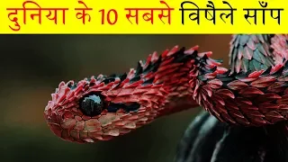 Top 10 most venomous snake in the world | दुनिया के 10 सबसे जहरीले सांप | Gamma fact