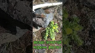 Золотой корень или ( Родио́ла ро́зовая )