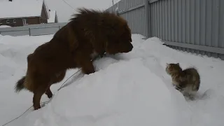 Сибирский котенок 3 месяца и тибетский мастиф 2 года