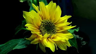 Time Lapse of Sunflower from Seed to Flower