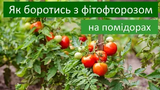 Як боротись із фітофторою на помідорах