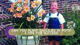 How to Grow Daylilies in Containers | Oakes Daylilies