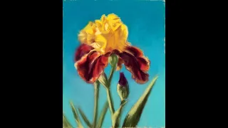 Iris in Soft Pastels - Demonstration
