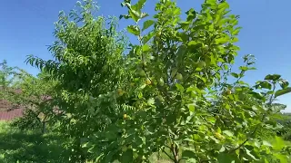 Яблоня Китайка золотая (медовка). 6 августа 2022. Самарская область