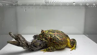 Pacman frog vs Crocodile (LIVE FEEDING WARNING)