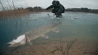 РЫБАЛКА НА ЖЕРЛИЦЫ И АТАКИ ЩУКИ НА ЖИВЦА! Зимняя рыбалка 2019 - 2020