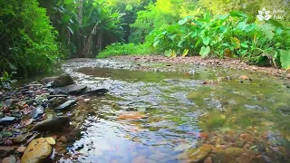 Успокаивающие звуки текущей воды в летнем лесу, шум для сна (глубокий сон)