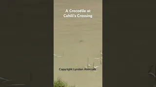 A croc at Cahill’s Crossing #animalbehavior #nature #cahillscrossing #australia #kakadu #arnhemland