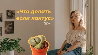 Что делать если кактус сдох