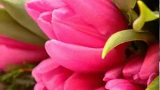Тюльпаны..нежные цветы