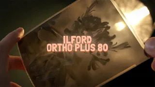 Ilford Ortho Plus 80 on Large Format Camera