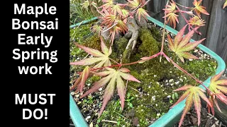 Maple Bonsai Early spring work that you Must do for better bonsai ramification back budding