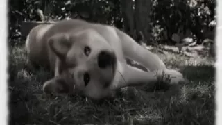 ~♥Hachiko: A Dog's Story♥~ || Bittersweet