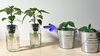 Hydroponics to Soil Transplanting - Pepper Plants