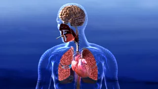 Smoking and your Brain - 3D Medical Animation || ABP ©