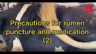 Precautions for rumen puncture and medication (2)