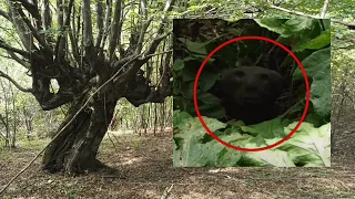 Tourist saw mysterious creature in the forest | scary videos shot really in the woods