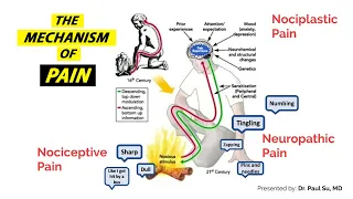 Back Pain Basics: Anatomy, Physiology, and the Initial Evaluation