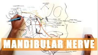 Trigeminal nerve Anatomy - The Mandibular nerve