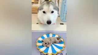 Dog Reaction to Cutting Cake 🤣    Funny Dog Cake Reaction Compilation  | FUNNY PET COMPIALTION