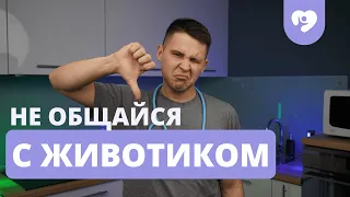 НЕ СМЕЙ ОБЩАТЬСЯ С ЖИВОТИКОМ, ПОКА НЕ ПОСМОТРИШЬ ЭТО ВИДЕО