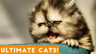 Ultimate FUNNY CAT and KITTEN Compilation of 2018 | Funny Pet Videos