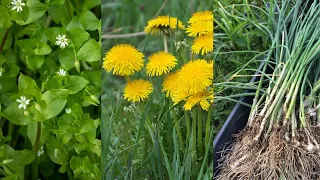 🌱 3 Easy Wild Edibles To Forage In Your Yard! (Chickweed, Dandelion, Wild Onion)