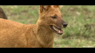 wild dogs the pack E4 | animal planet full episode in hindi | documentary in hindi