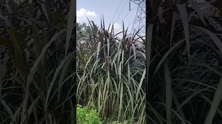 Red Napier |fodder grass