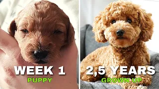 Miniature Poodle Apricot growing Up - One Week to 2,5 Years