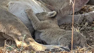 Lions with nursing cub