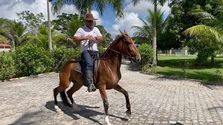 Opinião do Criador  Hadija do Anaití   HD 1080p