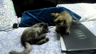 Kittens Engage in adorable battles and Playtime Fun!